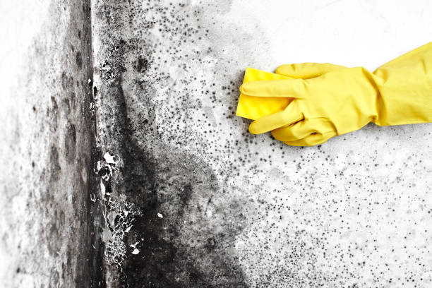 Best Mold Damage Restoration  in Parkland, FL
