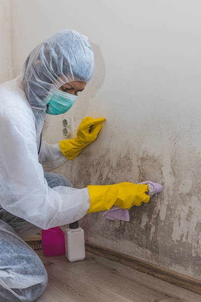 Trusted Parkland, FL Mold Removal Experts