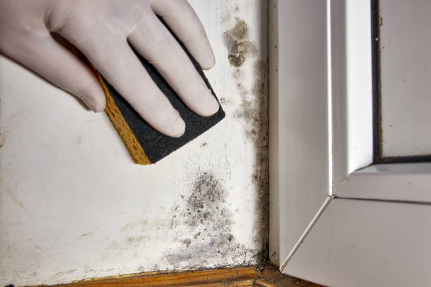 Best Industrial Mold Remediation  in Parkland, FL